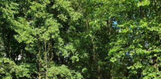 Spaarndammerdijk Festival: gratis feest bij Villa Buitenlust