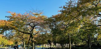 Oud-Amsterdammers geven hun stad een 5,6