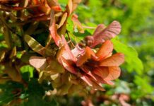 De Gezonde Stad deelt 7500 gratis bomen uit