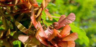 De Gezonde Stad deelt 7500 gratis bomen uit