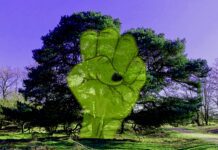 Sprekende bomen in Domela Nieuwenhuisplantsoen, Westerpark en Erasmuspark