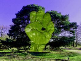 Sprekende bomen in Domela Nieuwenhuisplantsoen, Westerpark en Erasmuspark