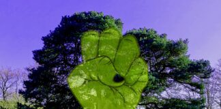 Sprekende bomen in Domela Nieuwenhuisplantsoen, Westerpark en Erasmuspark