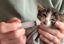 Hulp voor zwerfkatten, kwetsbare katten én hun eigenaren