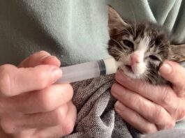 Hulp voor zwerfkatten, kwetsbare katten én hun eigenaren