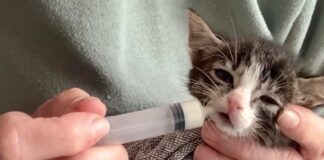 Hulp voor zwerfkatten, kwetsbare katten én hun eigenaren