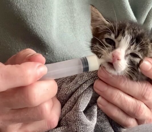 Hulp voor zwerfkatten, kwetsbare katten én hun eigenaren