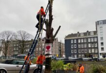 Onderzoeksproeven bomen Da Costakade voor de kap