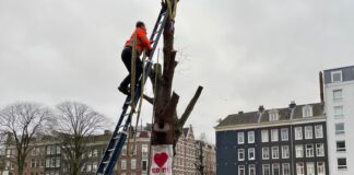 Onderzoeksproeven bomen Da Costakade voor de kap