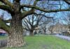 Dit zijn de dikste bomen van West én heel Amsterdam