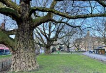 Dit zijn de dikste bomen van West én heel Amsterdam