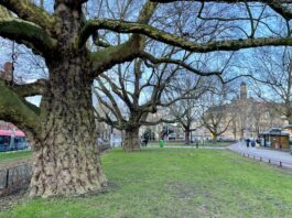 Dit zijn de dikste bomen van West én heel Amsterdam