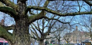 Dit zijn de dikste bomen van West én heel Amsterdam