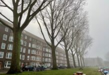 Weinig hoop op behoud beeldbepalende populieren Postjeskade