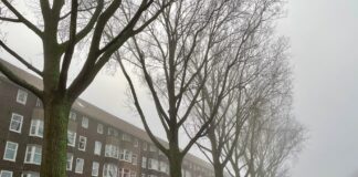 Weinig hoop op behoud beeldbepalende populieren Postjeskade