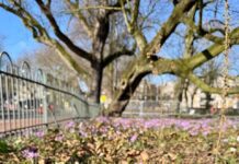 Nieuw leven bij oude boom in Frederik Hendrikplantsoen