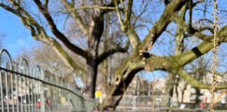 Nieuw leven bij oude boom in Frederik Hendrikplantsoen