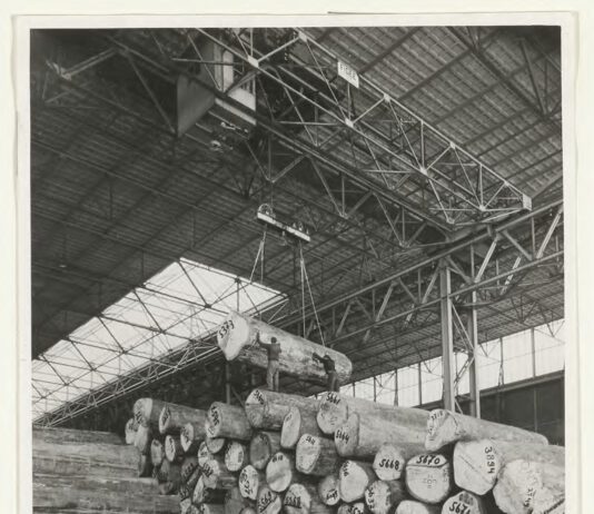 Tropisch hardhout in Houtveemloods – In de toekomst hart van Haven-Stad?