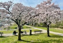 Lente: bloeiende kersenbomen in Westerpark