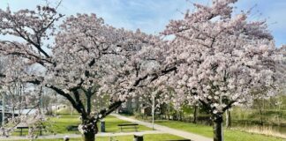 Lente: bloeiende kersenbomen in Westerpark