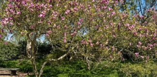Eerste plekken voor Koningsdag al gereserveerd