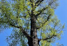 Kapvergunning verleend voor 95 bomen in Amsterdam-West