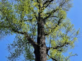 Kapvergunning verleend voor 95 bomen in Amsterdam-West