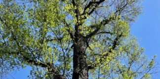 Kapvergunning verleend voor 95 bomen in Amsterdam-West