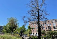 Bezwaar tegen kap bomen na fout publicatie alsnog mogelijk gemaakt