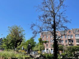 Bezwaar tegen kap bomen na fout publicatie alsnog mogelijk gemaakt