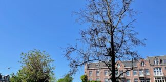 Bezwaar tegen kap bomen na fout publicatie alsnog mogelijk gemaakt