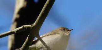 Zie ze vliegen: 4 vogeltips in en bij Amsterdam-West