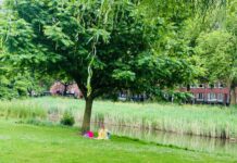 Krijgt je lievelingsboom al bescherming?