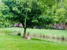 Krijgt je lievelingsboom al bescherming?