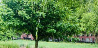 Krijgt je lievelingsboom al bescherming?