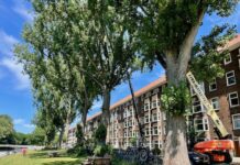 Grote populieren Postjeskade gered door snoeien op hoog niveau