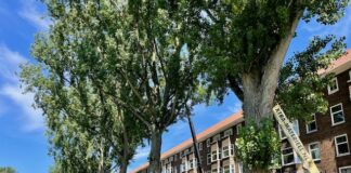 Grote populieren Postjeskade gered door snoeien op hoog niveau