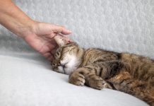 Veertig uur werken en niets te eten in huis: ‘Waar doe ik het nog voor?’