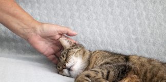 Veertig uur werken en niets te eten in huis: ‘Waar doe ik het nog voor?’