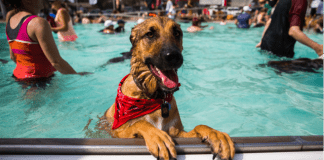Hondenplons op 4 oktober in buitenzwembad Sloterparkbad