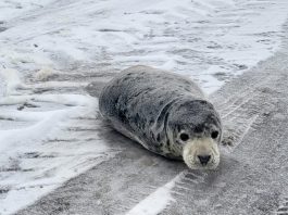 Dierenambulance brengt verdwaalde jonge zeehond terug naar zee