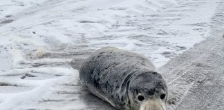 Dierenambulance brengt verdwaalde jonge zeehond terug naar zee
