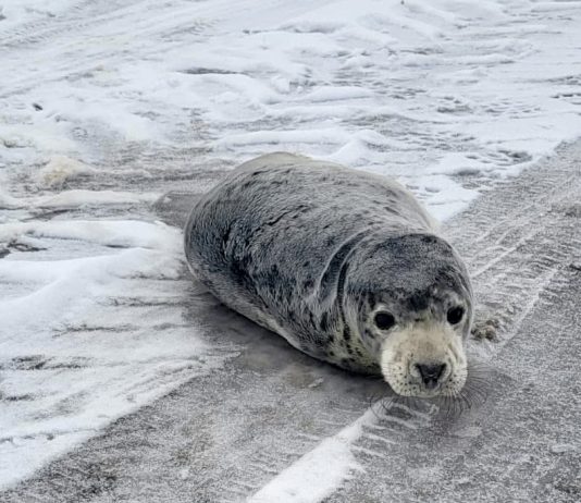 Dierenambulance brengt verdwaalde jonge zeehond terug naar zee