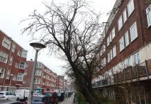 Gemeente geeft kapvergunning voor 41 bomen in West