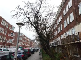 Gemeente geeft kapvergunning voor 41 bomen in West