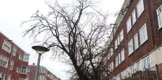 Gemeente geeft kapvergunning voor 41 bomen in West