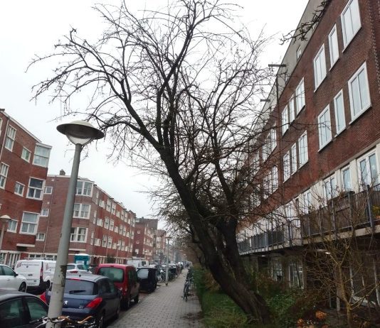 Gemeente geeft kapvergunning voor 41 bomen in West