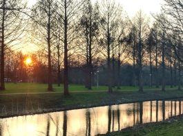 Inwoners zorgen voor 59 nieuwe bomen in Nieuw-West