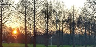 Inwoners zorgen voor 59 nieuwe bomen in Nieuw-West