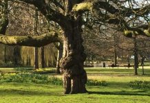 Einde voor iconische paardenkastanje in Westerpark